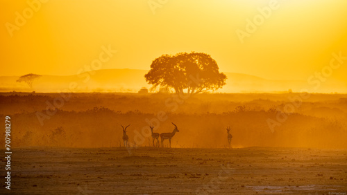 Group of gacele in their natural habitat, against the backdrop of a sunset in African safari