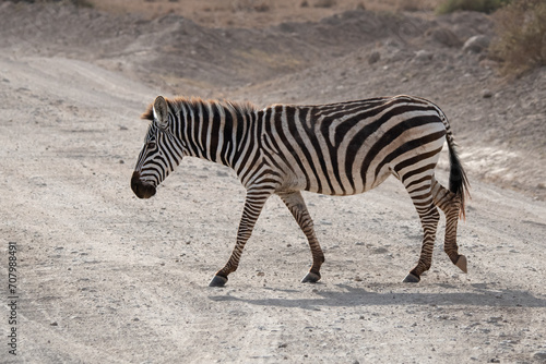 Solitary zebra gracefully traverses a dusty road, making its way through the rugged terrain