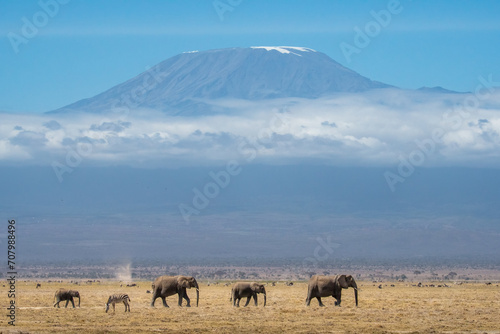 Group of majestic elephants strolling gracefully across Kilimanjaro