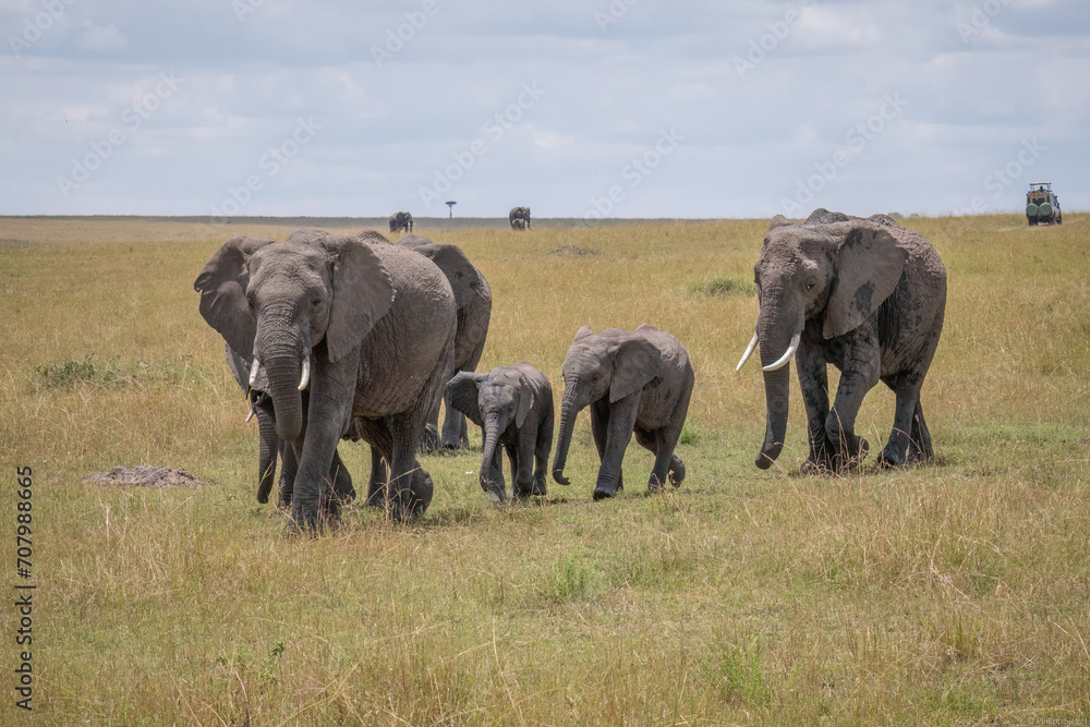 Group of majestic elephants gracefully roaming on Kenya's safari Group of majestic elephants gracefully roaming on Kenya's safari