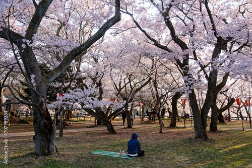 In Sakura Hanami, a popular leisure activity in spring, people have a picnic on the grassy ground and admire beautiful cherry blossoms under Sakura trees on a sunny day, in Takato Castle Ruins Park