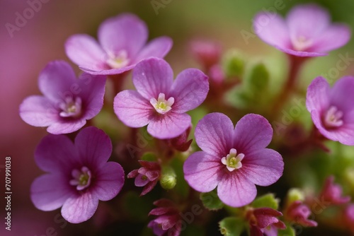 Closeup background image of purple saxifraga plant flowers. Rockfoil blossom.