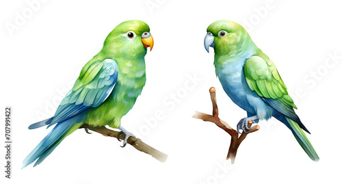 Green parrotlet bird, watercolor clipart illustration with isolated background.