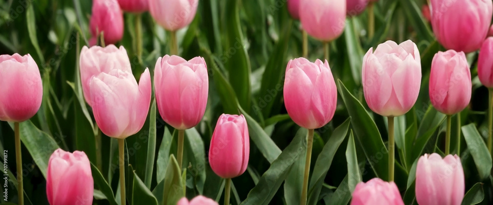 Field of tulips closeup.