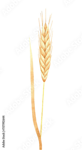 Watercolor Ears of Wheat illustration. Hand-painted isolated on a transparent background