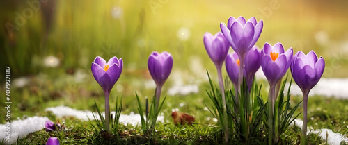 spring beautiful crocus flowers on blurred nature background banner for Woman day holiday card