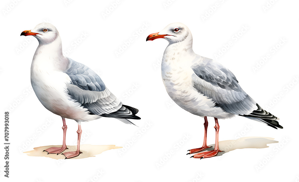 Fototapeta premium Grey seagull, watercolor clipart illustration with isolated background.