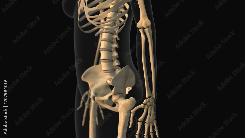 Αυτοκόλλητο Medical animation of the ulna radius bone pain