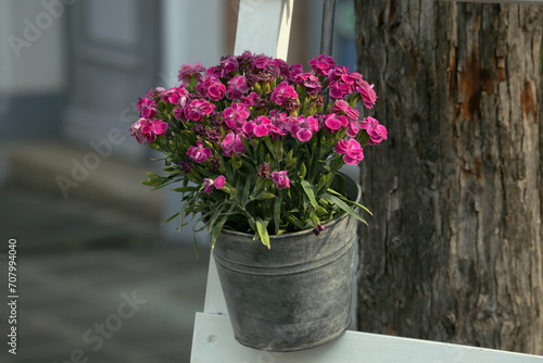 Studentenblume  Topfpflanze  Nelken