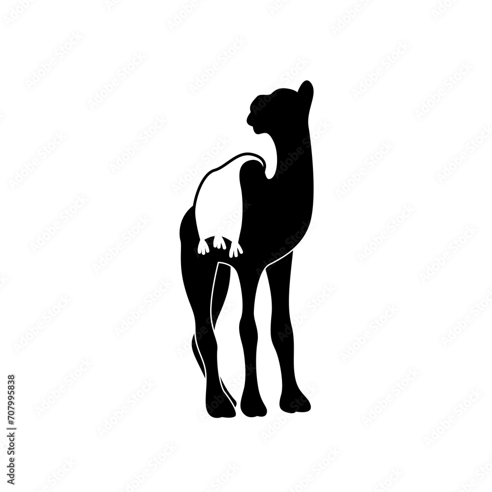 Camel illustration set on white background, image, isolated. drawing