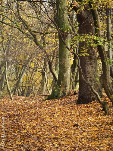 Tree in the autumn forest. Autumn landscape with yellow leaves.