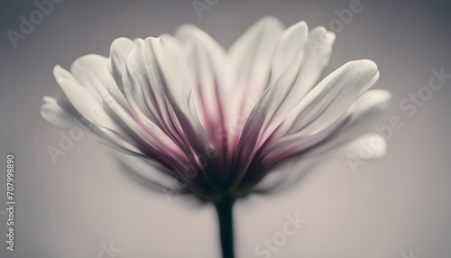 close up of a daisy white flower background © iqra