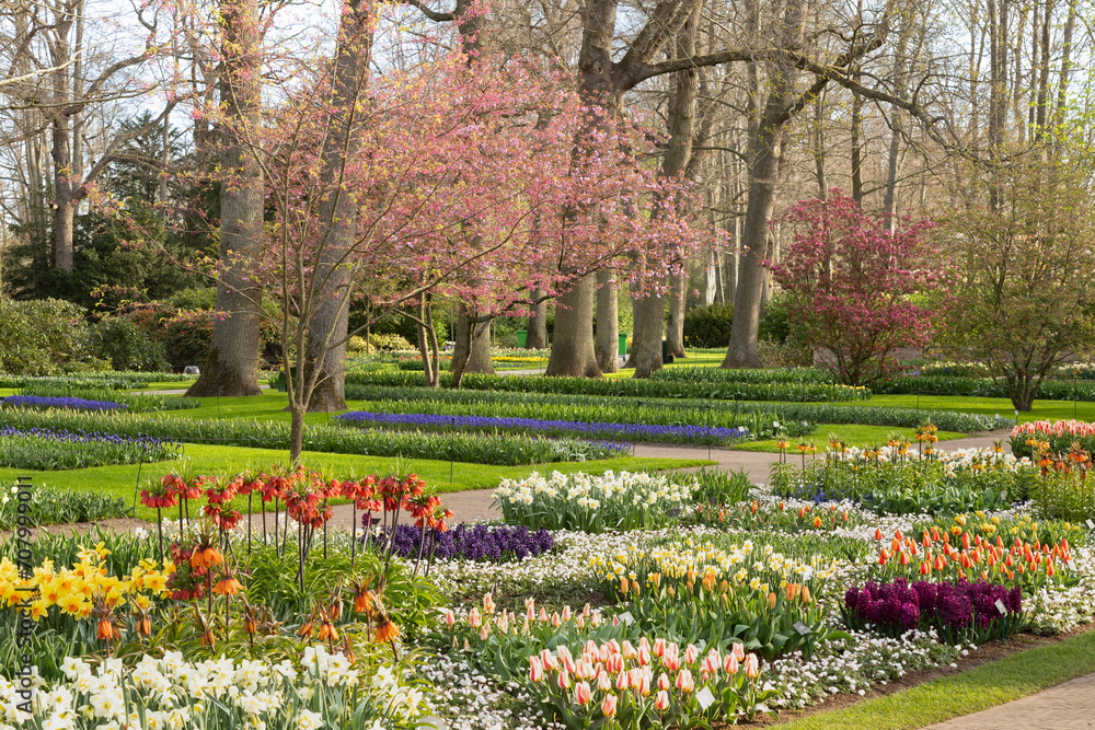 Keukenhof, the most beautiful spring garden in the world with Tulips and other beautiful flowers.