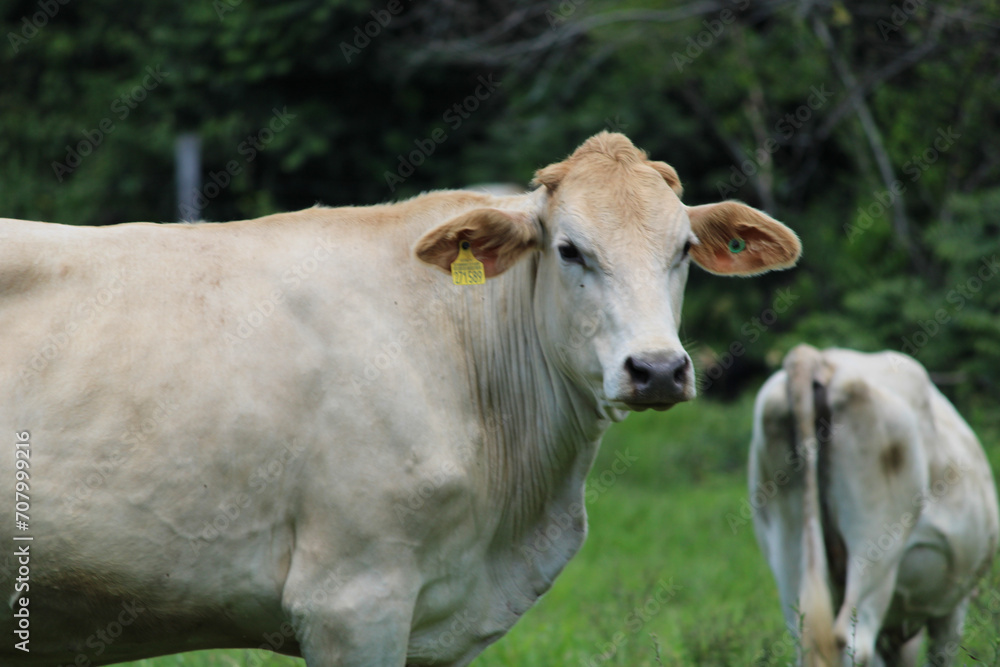 cows in a pasture cows in a pasture