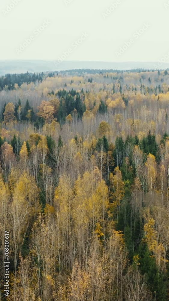 Vertical top view autumn mixed forest, fall woodland aerial drone shot. Fly over pine trees and yellow treetops. Fallen leaves. Colorful texture in nature. Natural background in motion
Vertical top view autumn mixed forest, fall woodland aerial drone shot. Fly over pine trees and yellow treetops. Fallen leaves. Colorful texture in nature. Natural background in motion