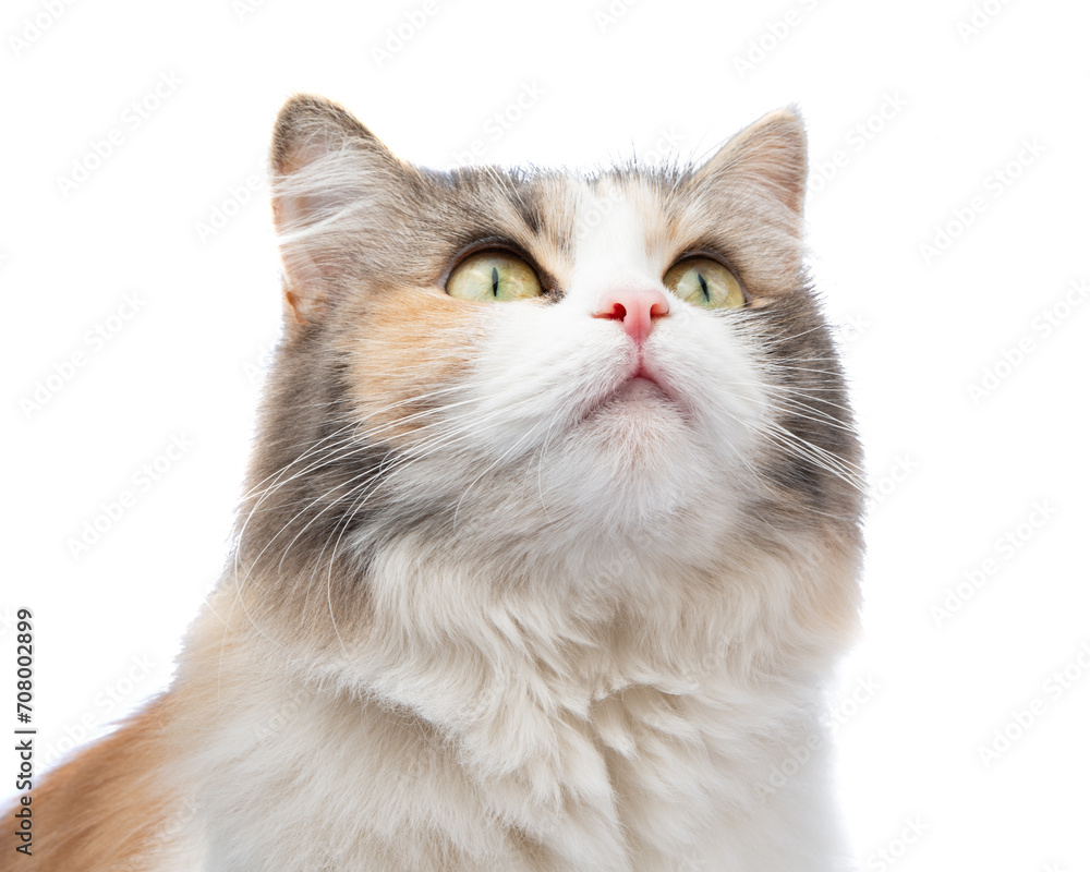 Bright fluffy funny cat isolated on the white background