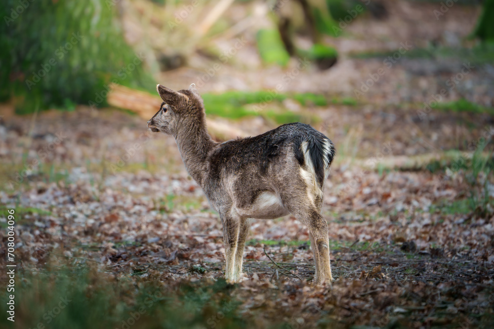 Fototapeta premium Junger Rothirsch in der Wildnis 