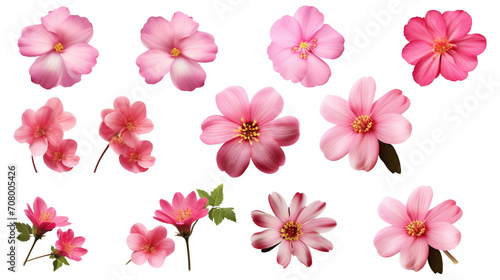 Group of Various pink flowers, Isolated on White or Transparent Background