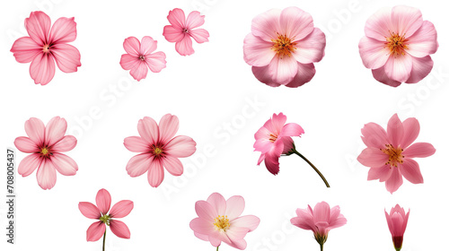 Group of Various pink flowers, Isolated on White or Transparent Background © RBGallery
