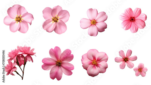 Group of Various pink flowers, Isolated on White or Transparent Background
