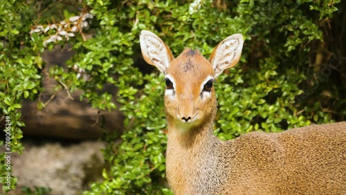 Close up of dik dik antelope standing on a meadow looking around  photo