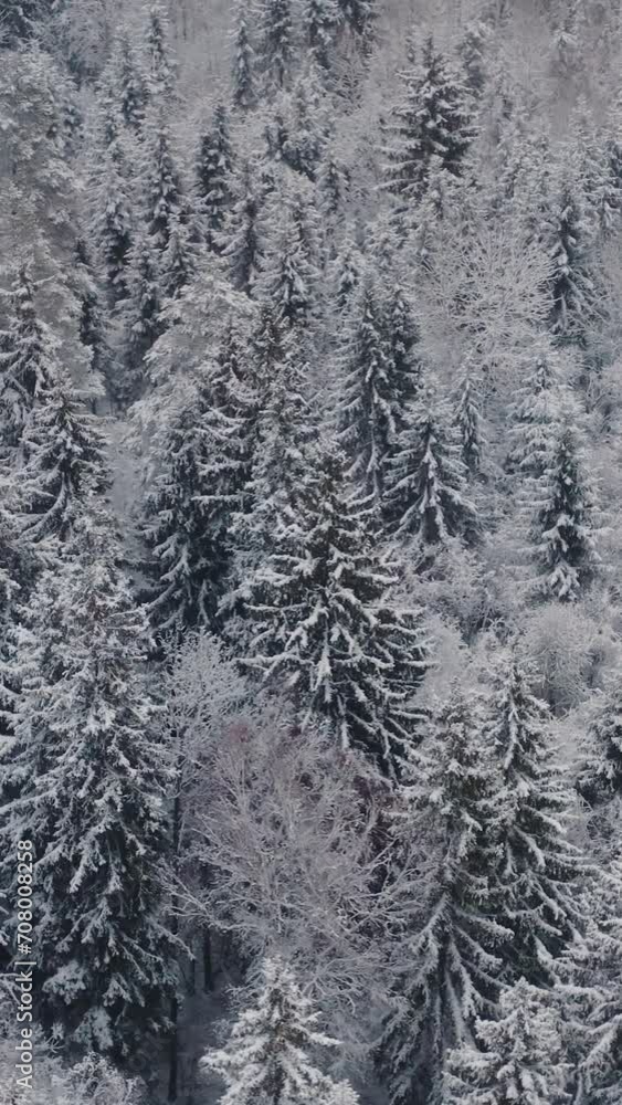 Vertical shot aerial top view flyover winter forest. Spruce and pine frosty trees covered with snow. Winter nature, frozen white tree tops. Top view camera flies over snowy landscape. Drone flight Vertical shot aerial top view flyover winter forest. Spruce and pine frosty trees covered with snow. Winter nature, frozen white tree tops. Top view camera flies over snowy landscape. Drone flight