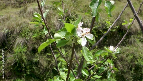 White flowers of Rosa filipes plant. Himalayan Region of Uttarakhand, India photo