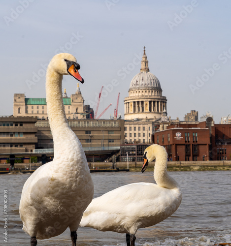 London Family of Swans on the South Bank with St Pauls and the Thames in the Background photo