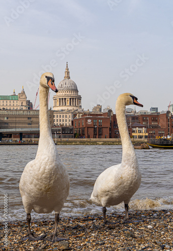 London Family of Swans on the South Bank with St Pauls and the Thames in the Background