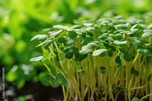 Microgreens sprouts - healthy and fresh. Concept of home gardening and growing greenery indoors