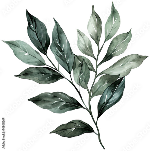 Botanical watercolor leaf hand drawn , wedding invitations, greeting cards, gift tags illustration, leaves and branches isolated transparent background, PNG