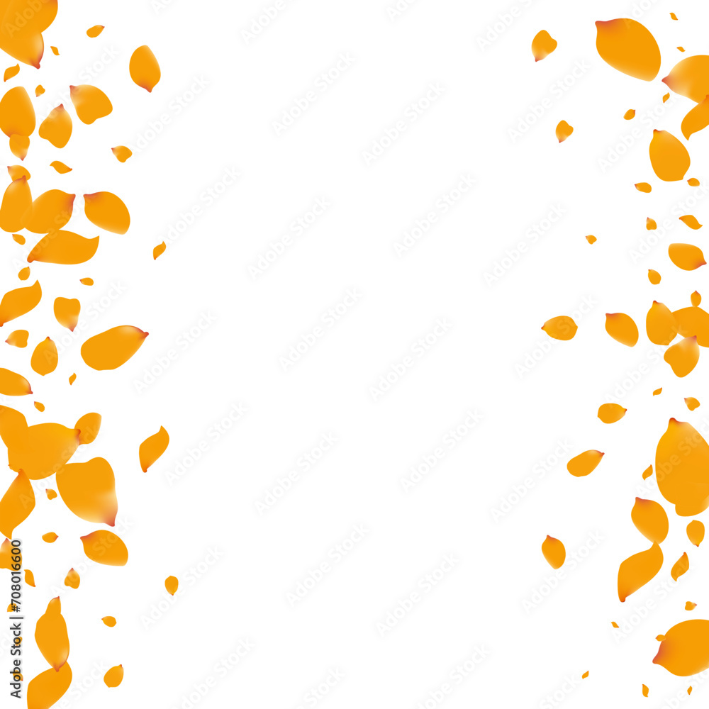 Yellow Narcissus Summer Vector White Background. Yellow Narcissus Summer Vector White Background.