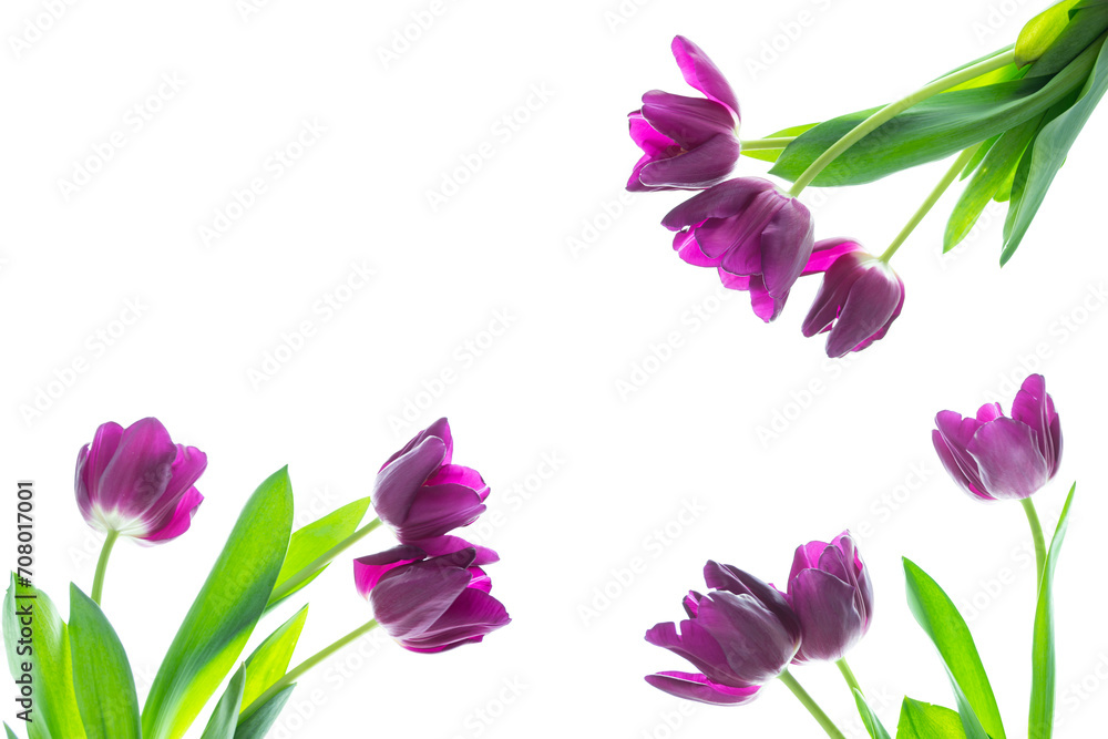 spring colorful flowers tulips. floral collection.