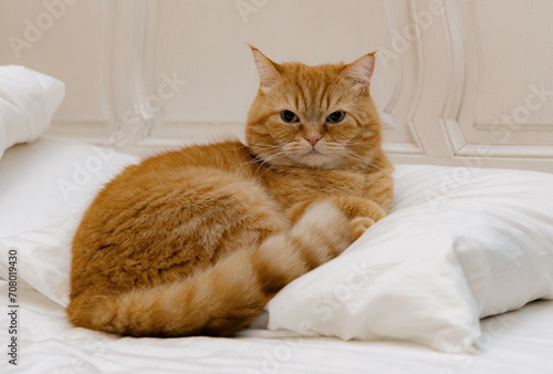Portrait of a beautiful red purebred cat with a proud look on the bed.