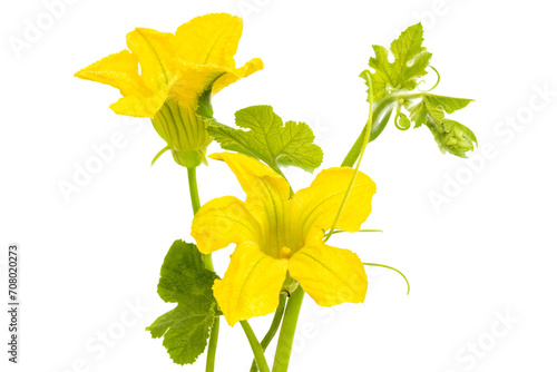 Planta de (sambo) cucurbita ficifolia, flores amarillas con hojas verdes conecto de abundancia y crecimiento. photo