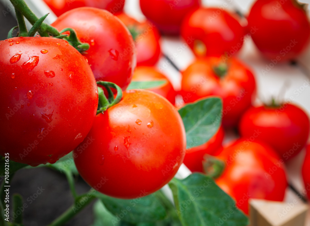 Freshly picked tomatoes crates Freshly picked tomatoes crates