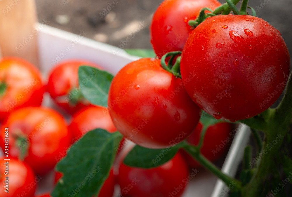 Freshly picked tomatoes crates Freshly picked tomatoes crates