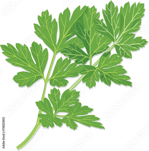 Green fresh bunch of parsley herbs vector