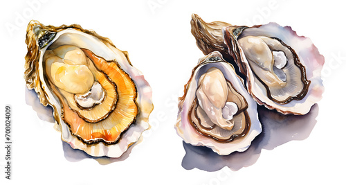 Oysters, watercolor clipart illustration with isolated background.