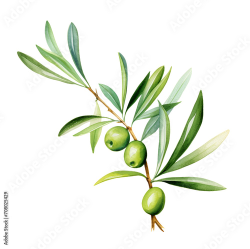 Olive branch, watercolor clipart illustration with isolated background.
