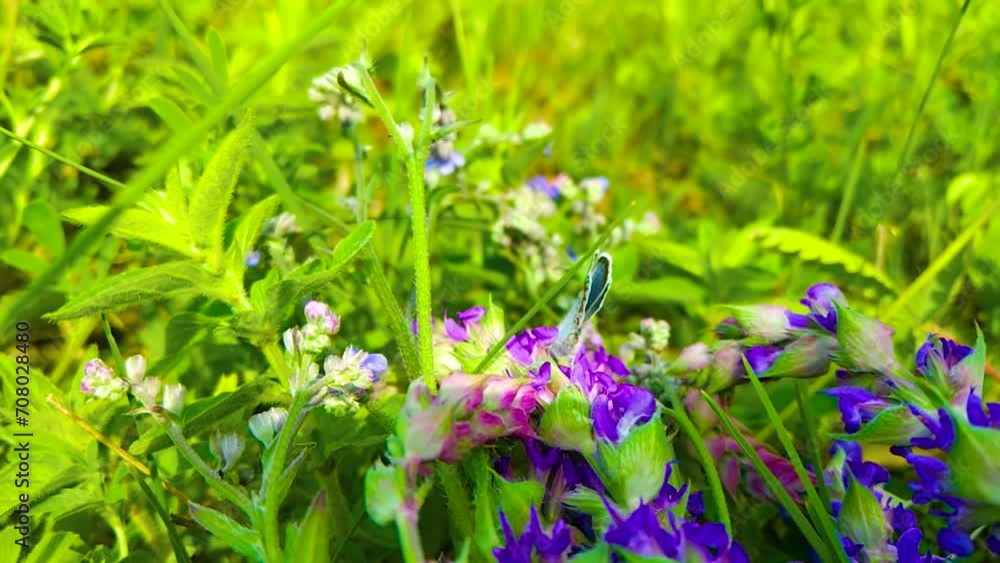 summer meadow withgreen grass, flowers and butterfly summer meadow withgreen grass, flowers and butterfly