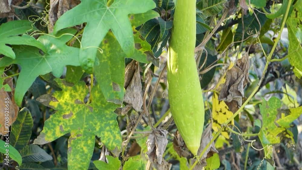 Ridge Gourd (Torai) Vine. A popular vegetable used in Indian cooking. Uttarakhand India. Ridge Gourd (Torai) Vine. A popular vegetable used in Indian cooking. Uttarakhand India.