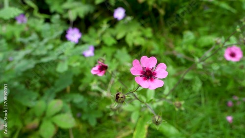 An top shot of Potentilla nepalensis Ron McBeath pink flower in isolation . Indian forest. photo