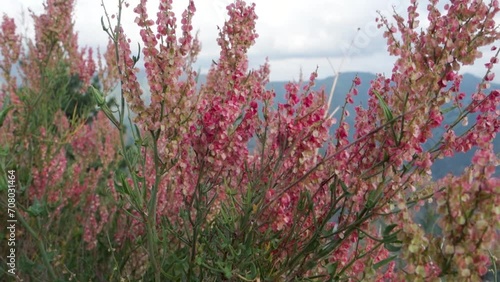 Arrowleaf Dock (Rumex hastatus), a petite flowering shrub in the hills of Uttarakhand, India photo