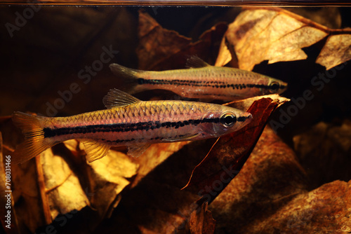 Photography Porthole Rasbora (Rasbora cephalotaenia) from a peat swamp forest