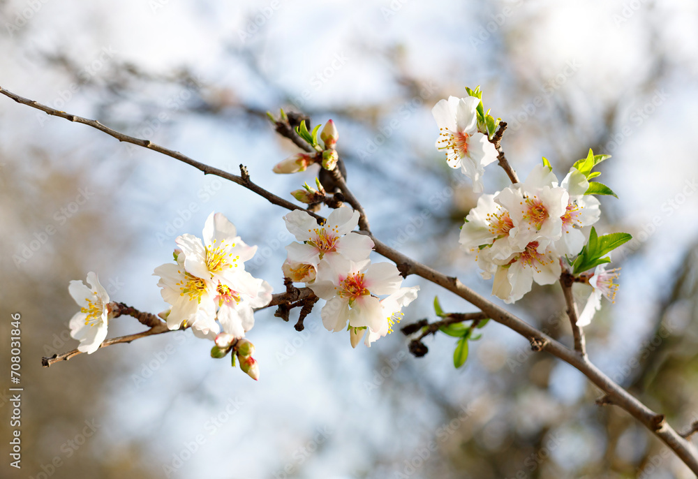 Spring nature background with lovely blooming almonds in pastel banner. Springtime concept Spring nature background with lovely blooming almonds in pastel banner. Springtime concept