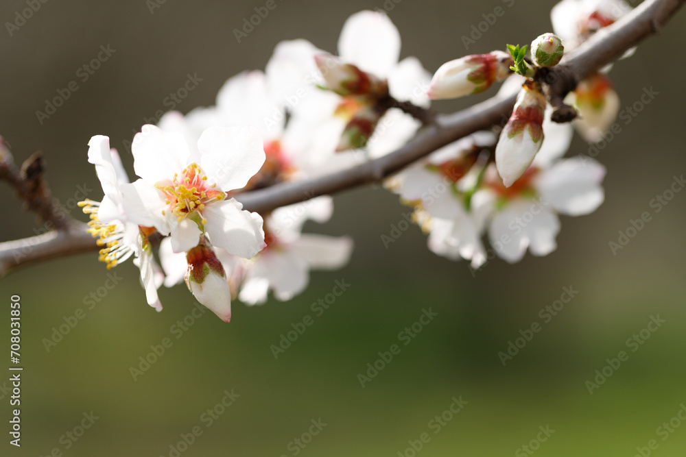 Blooming branches of almonds. Almond trees are covered with beautiful white and pink flowers. Blooming branches of almonds. Almond trees are covered with beautiful white and pink flowers.
