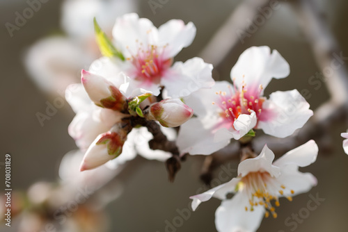 Blooming branches of almonds. Almond trees are covered with beautiful white and pink flowers.