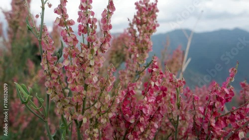 Arrowleaf Dock (Rumex hastatus), a petite flowering shrub in the hills of Uttarakhand, India photo