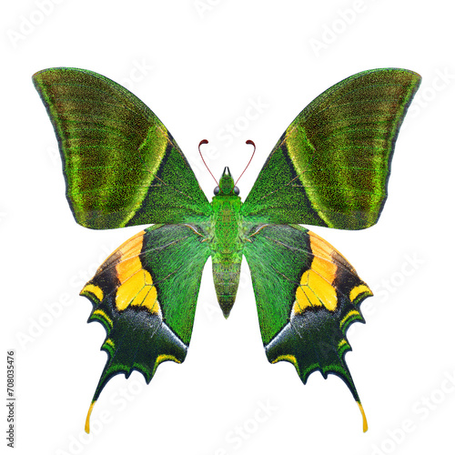 Indian emperor, Kaiser-i-hind butterfly hindwing view isolated on white background with very vivid green scales inperfect shape photo